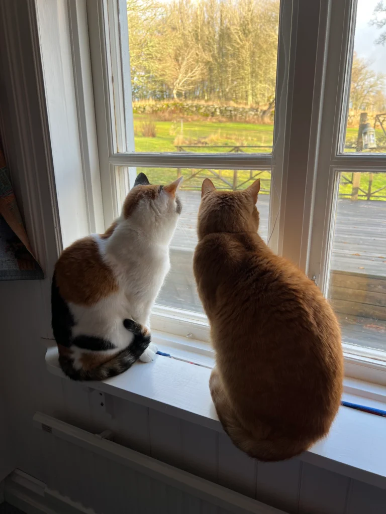 two cats sitting on the windowsill looking out the window