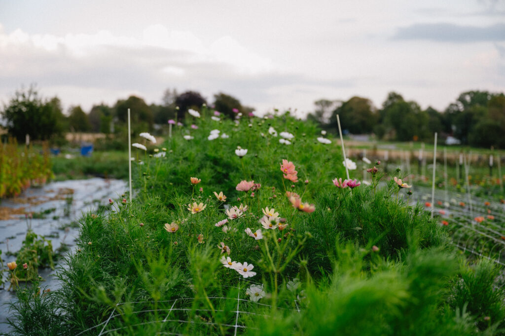 row of flowers