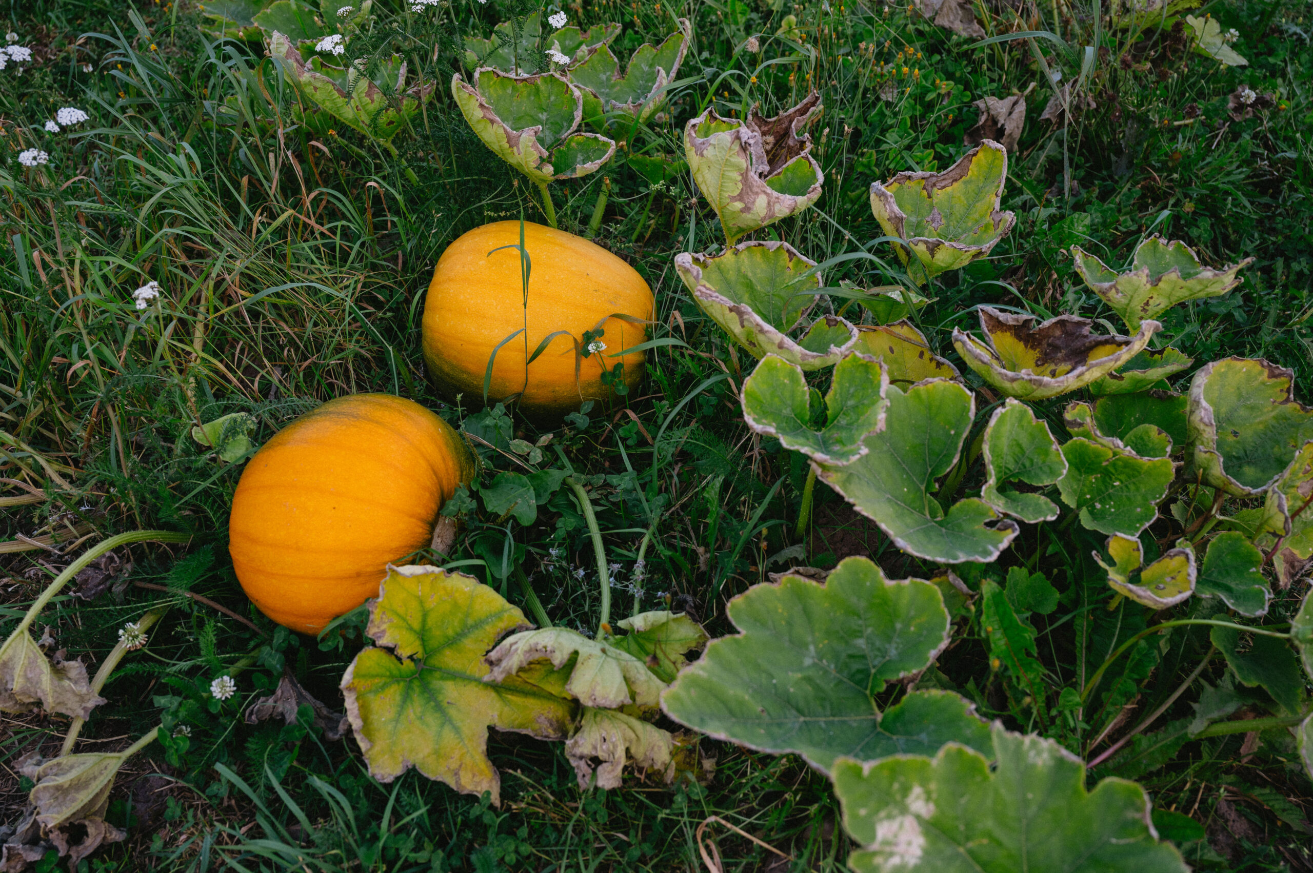 A Halloween Pumpkin Patch in Sweden