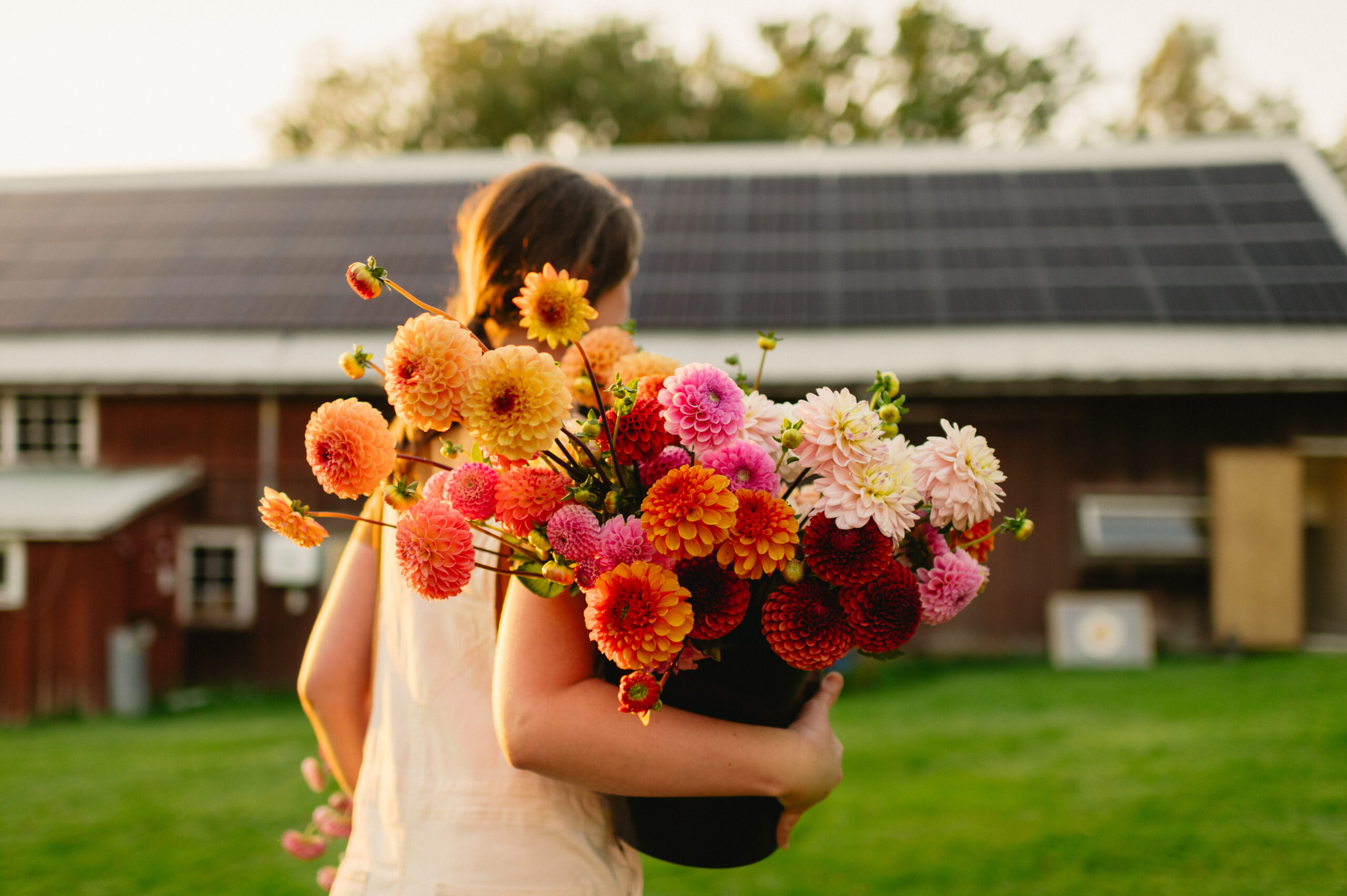 Pick-Your-Own Dahlias & Flowers 2024