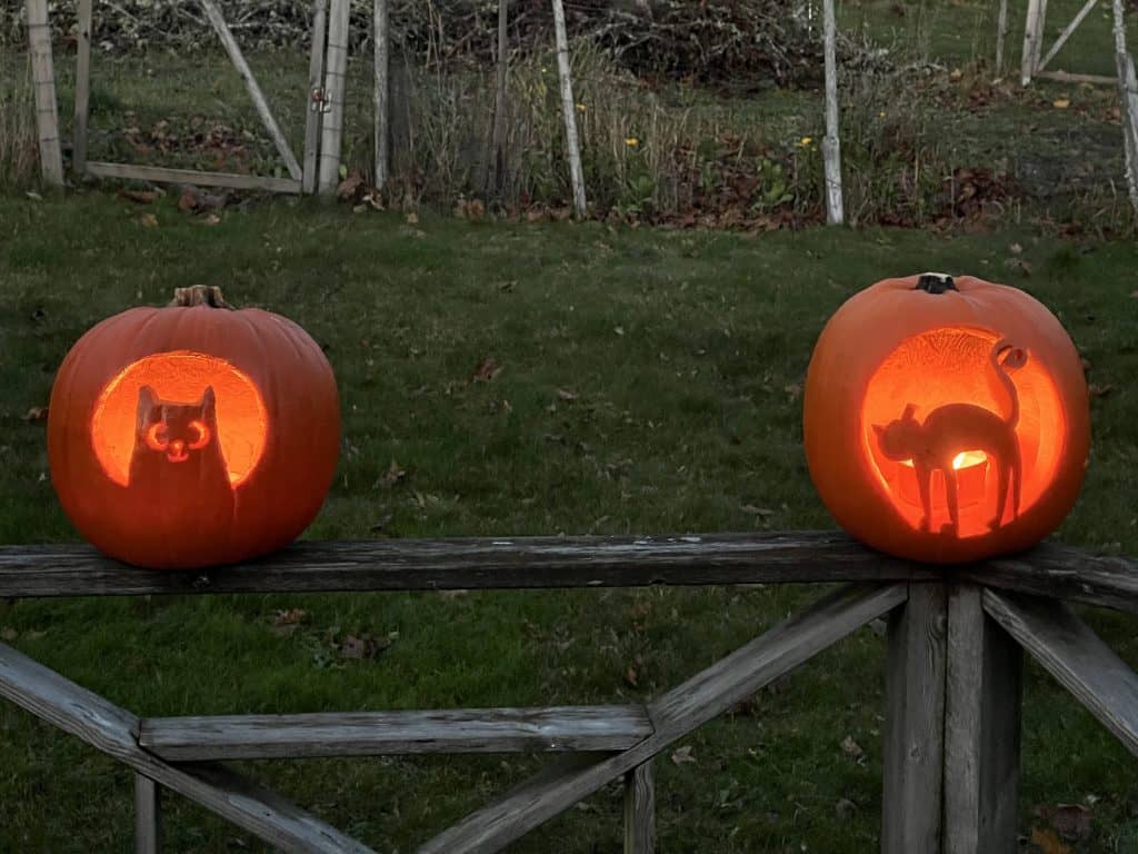 Pumpkins carved with cat designs sitting on a fence in a back garden