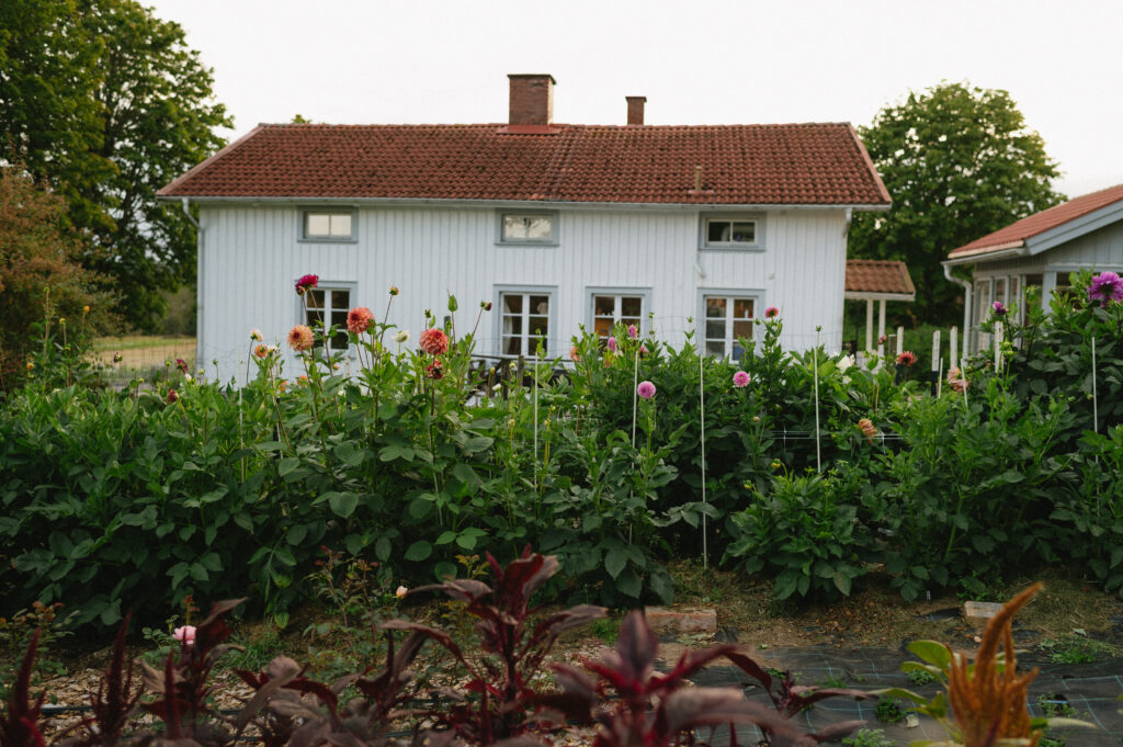 dahlia garden in front of old white house
