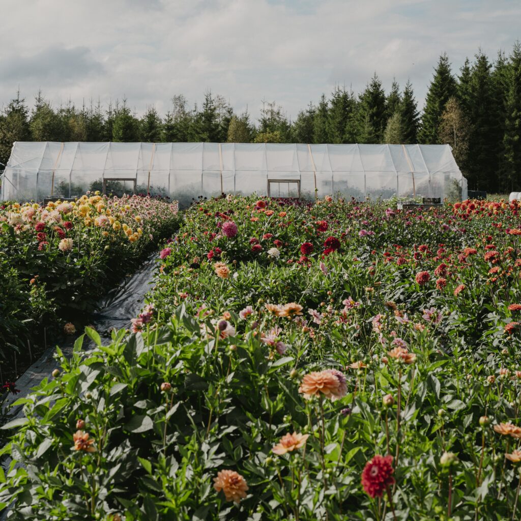 large dahlia field with greenhouse in the background