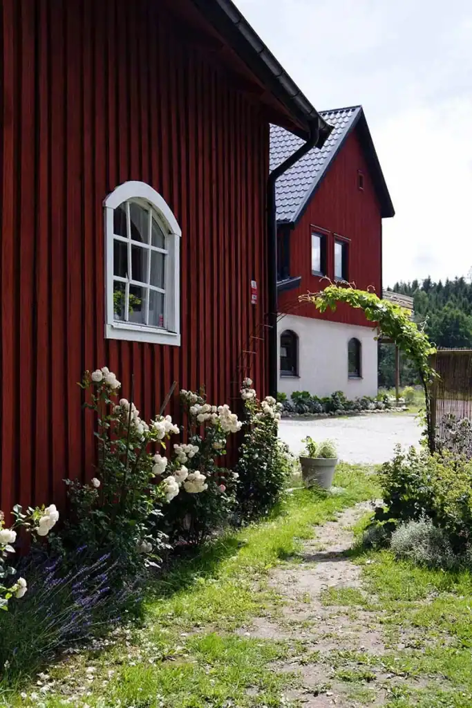 roses growing on the side of a classic red swedish countryside building
