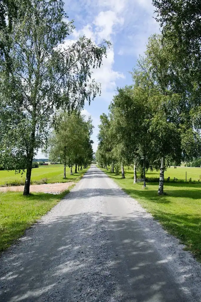 a gravel road in the countryside lined with birch trees