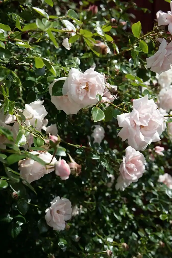 growing roses
