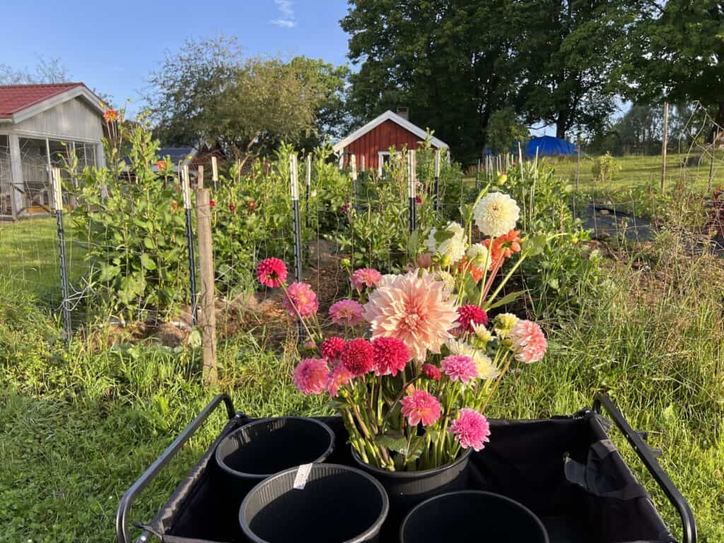 a dahlia garden with buckets of water to harvest flowers