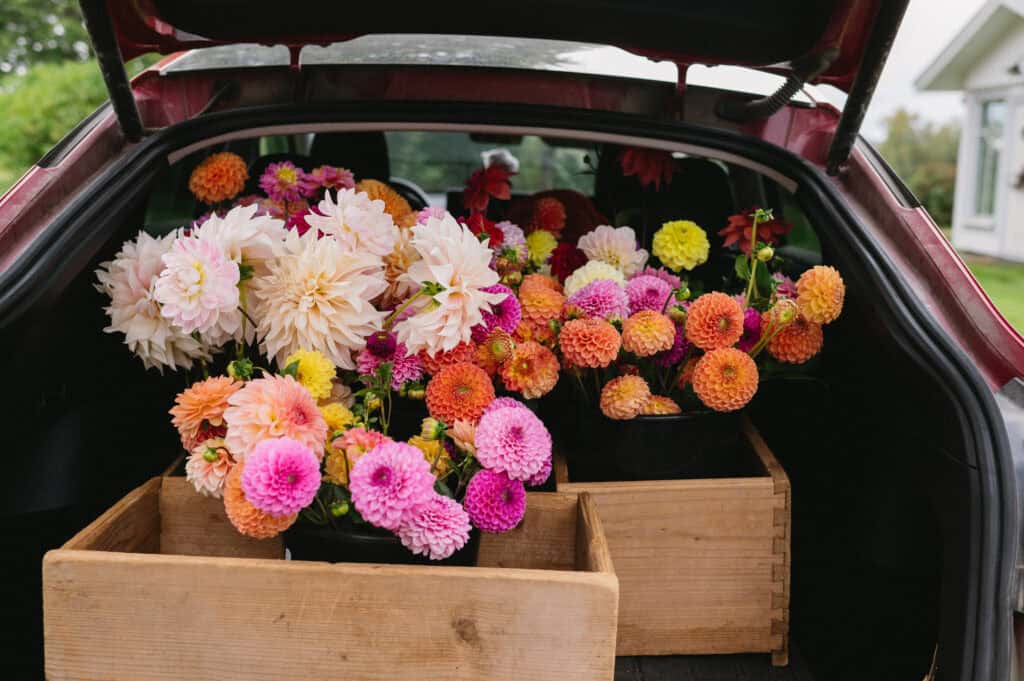 buckets of dahlias in the trunk of a car