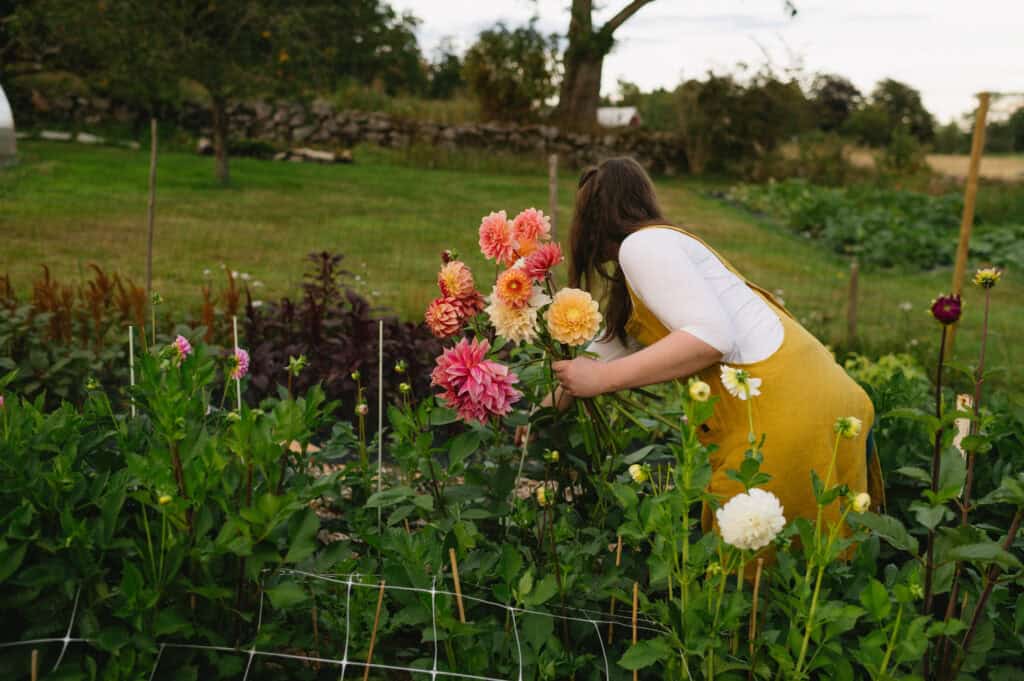 woman picking dahlias