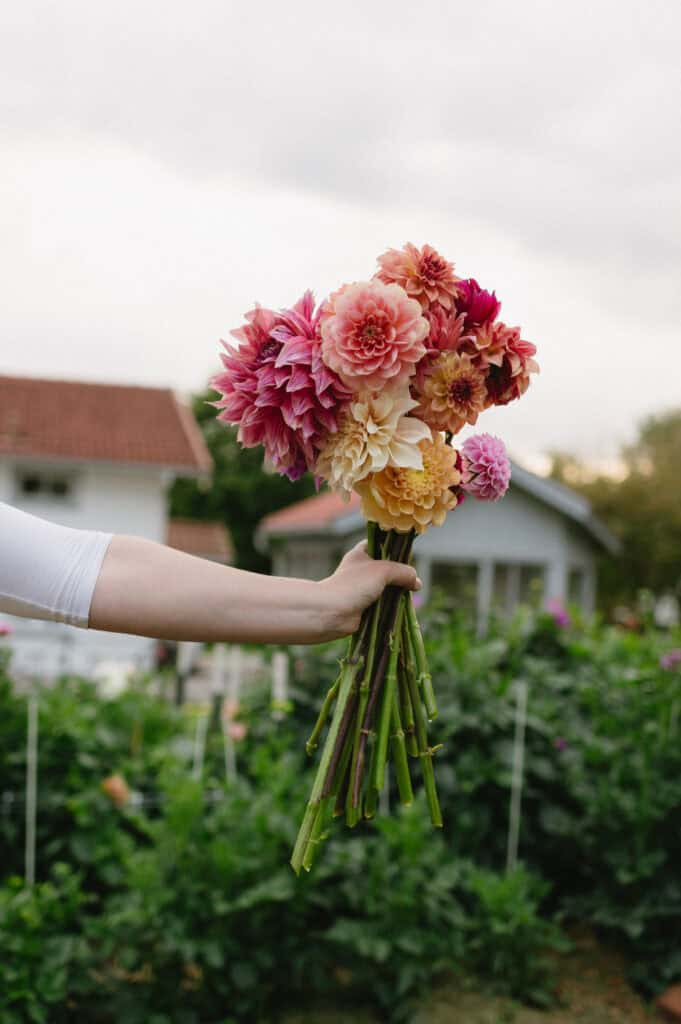 a woman holding out a bunch of dahlias