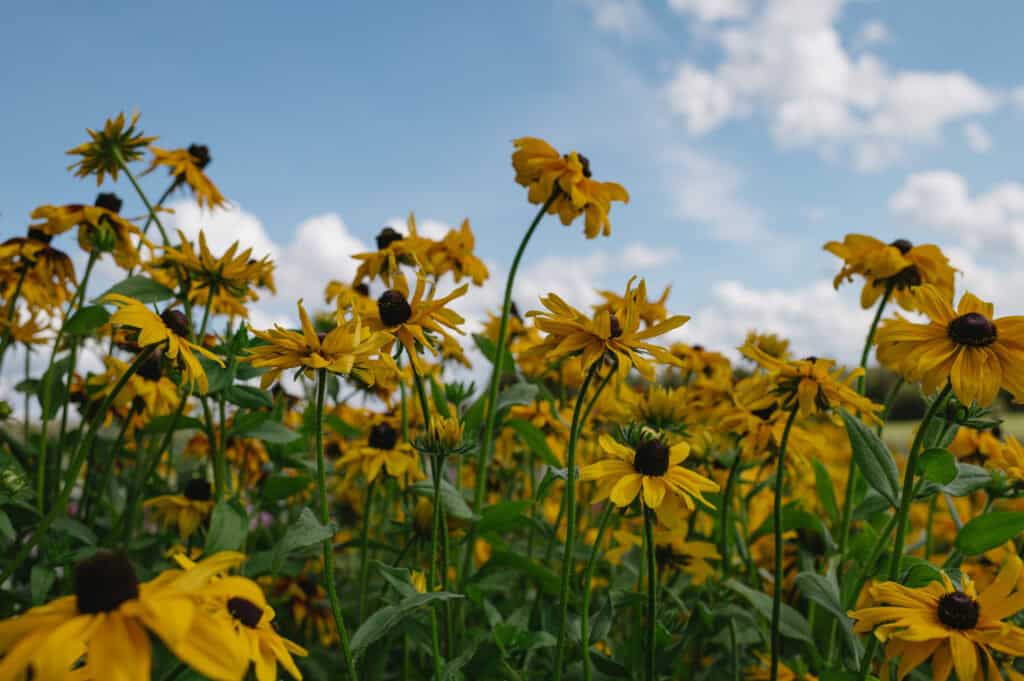 Yellow flowers in bloom with a blue cloudy sky in the background