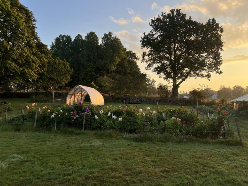 sunrise photo with dahlias and a greenhouse