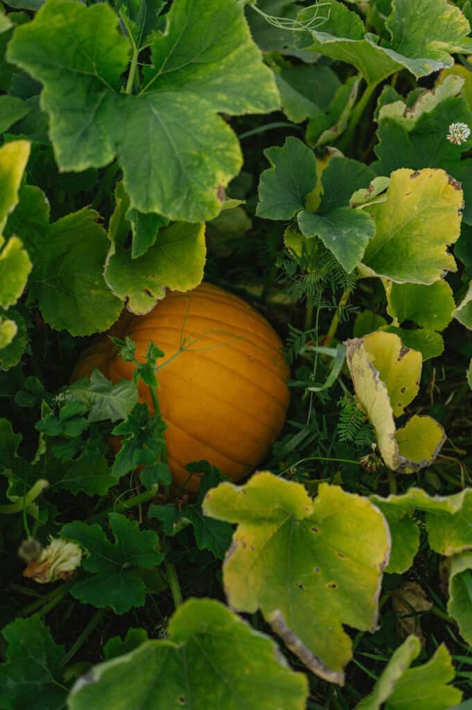an orange pumpkin in the vines
