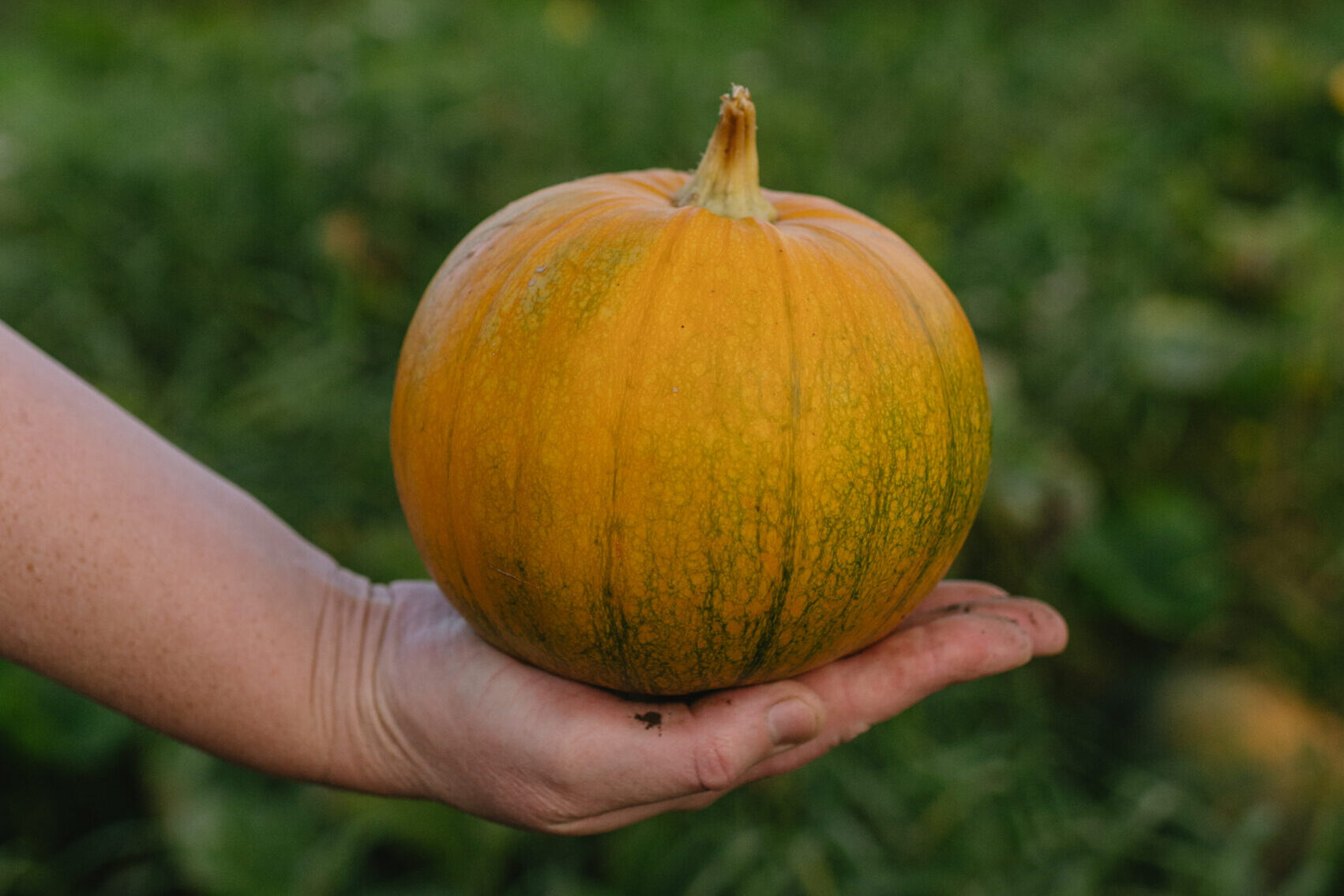 A Halloween Pumpkin Patch in Sweden